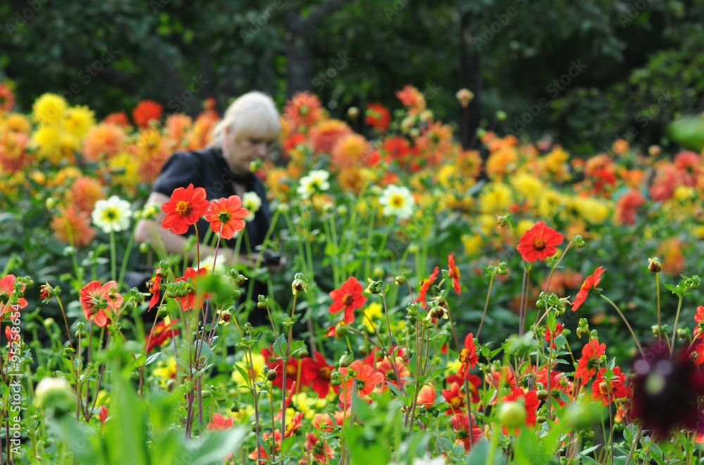 Flowerbed with Dahlias. woman walking in background.