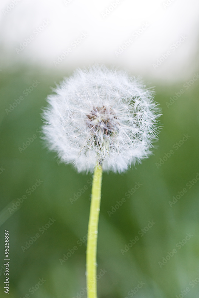 Obraz premium dandelion