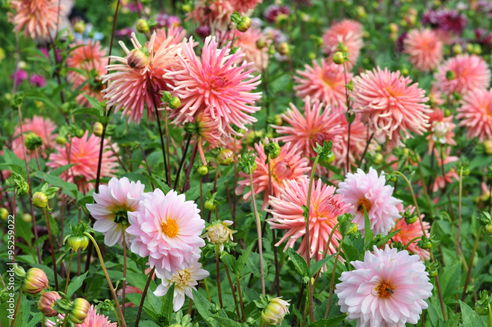 Flowerbed with Dahlias Flowerbed with Dahlias
