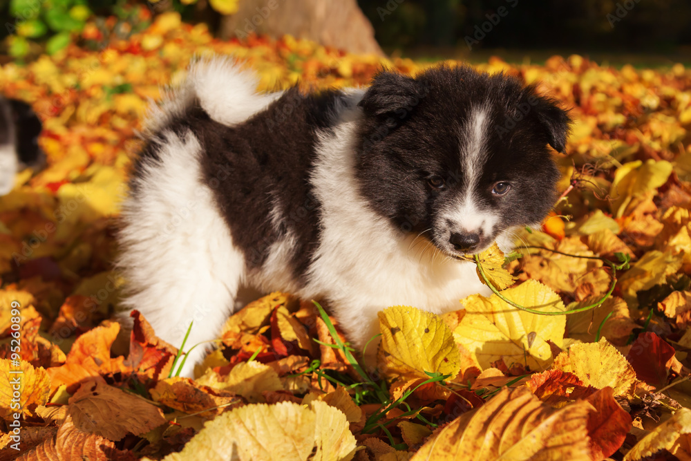 niedlicher Elo-Welpe im bunten Herbstlaub niedlicher Elo-Welpe im bunten Herbstlaub