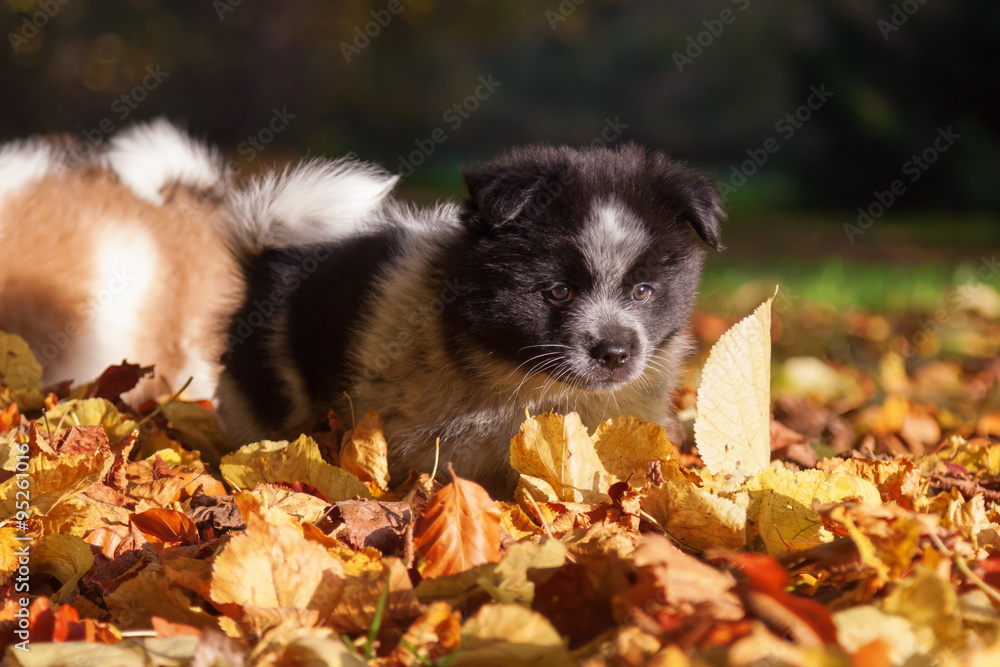 niedlicher Elo-Welpe im bunten Herbstlaub niedlicher Elo-Welpe im bunten Herbstlaub