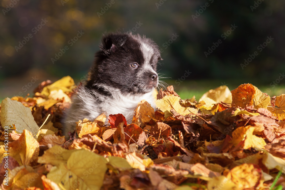 niedlicher Elo-Welpe sitzt im Herbstlaub niedlicher Elo-Welpe sitzt im Herbstlaub