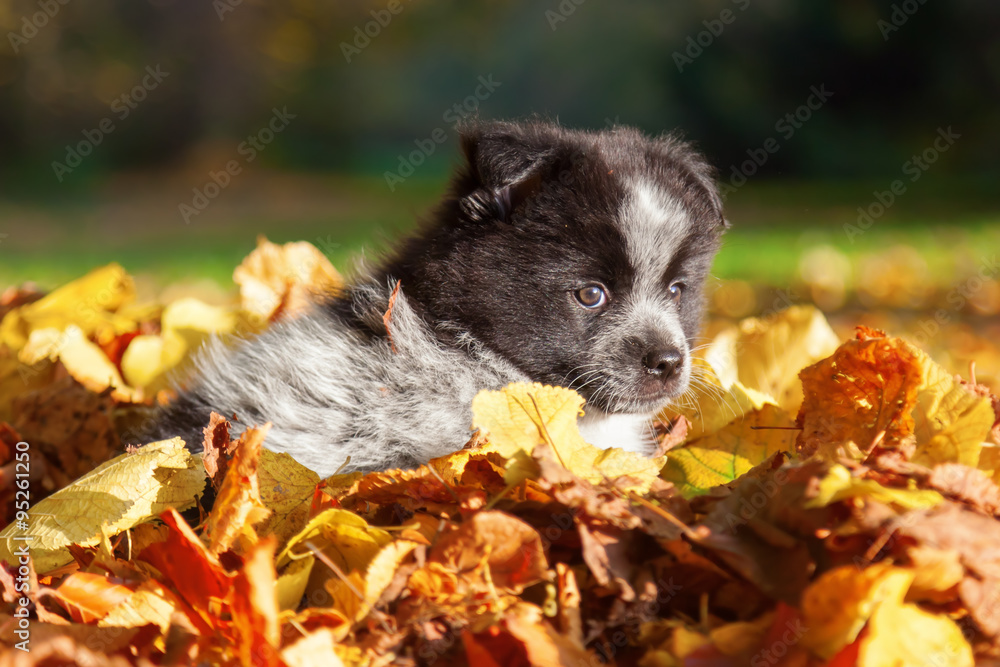 niedlicher Elo-Welpe sitzt im Herbstlaub niedlicher Elo-Welpe sitzt im Herbstlaub