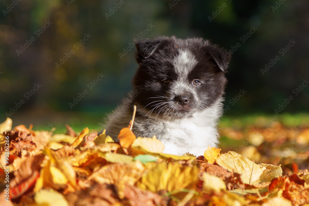 niedlicher Elo-Welpe sitzt im Herbstlaub niedlicher Elo-Welpe sitzt im Herbstlaub