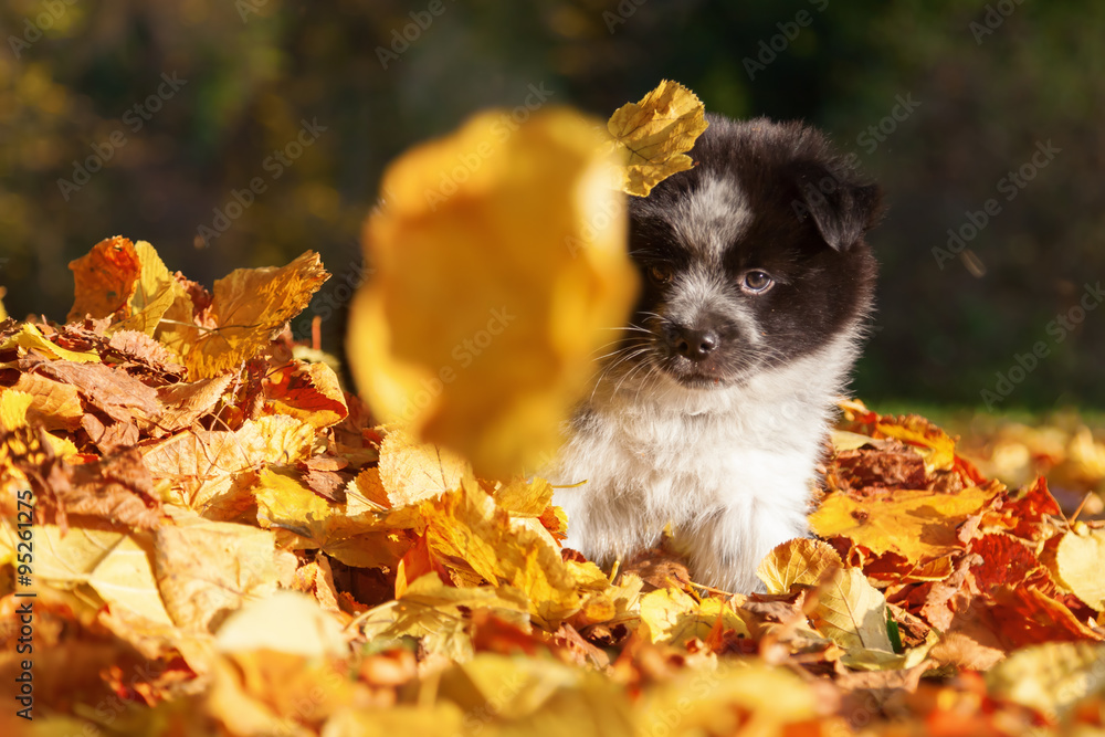 niedlicher Elo-Welpe sitzt im Herbstlaub niedlicher Elo-Welpe sitzt im Herbstlaub