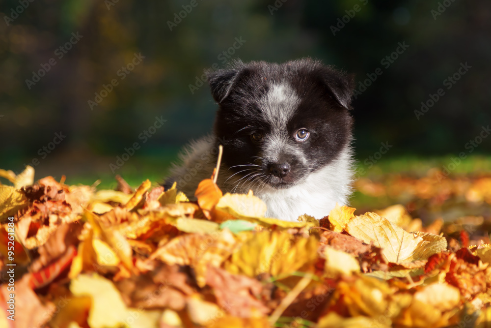 niedlicher Elo-Welpe sitzt im Herbstlaub niedlicher Elo-Welpe sitzt im Herbstlaub