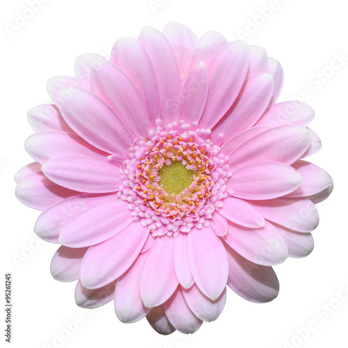 Fototapeta Naklejka Na Ścianę i Meble -  Pink daisy flower isolated on white background