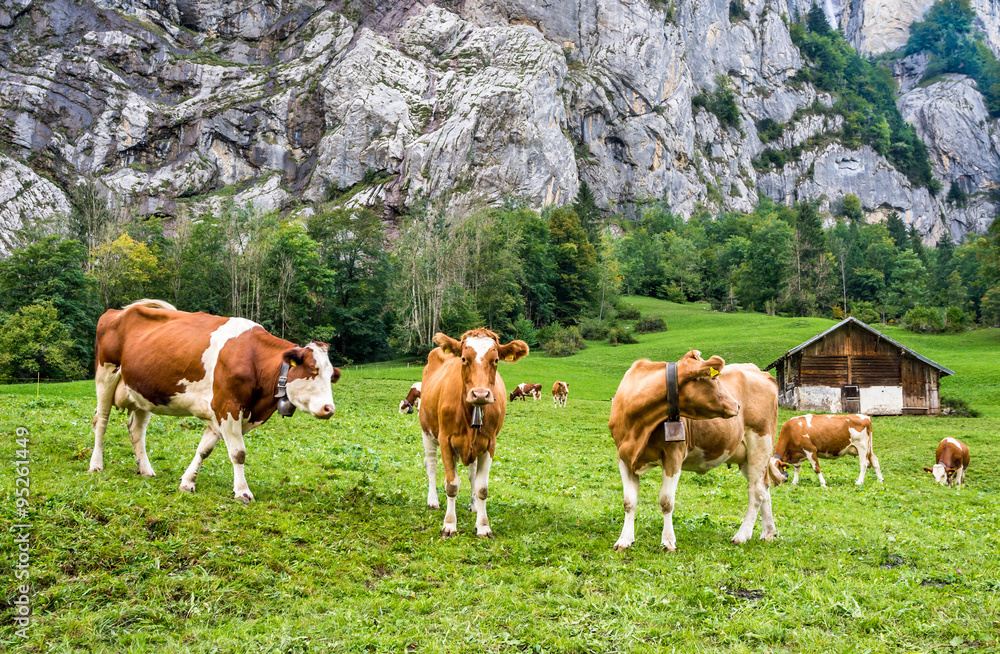 Swiss cows with bells over rocks of Lauterbrunnen, Switzerland. Swiss cows with bells over rocks of Lauterbrunnen, Switzerland.