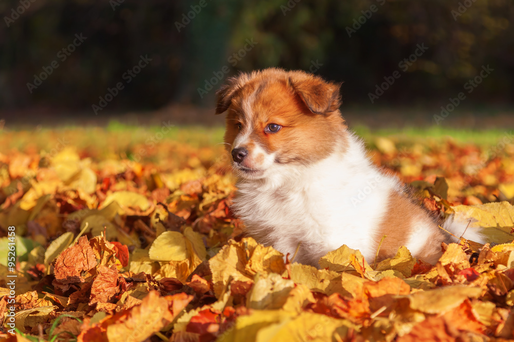 Elo Welpe im Herbstlaub Elo Welpe im Herbstlaub