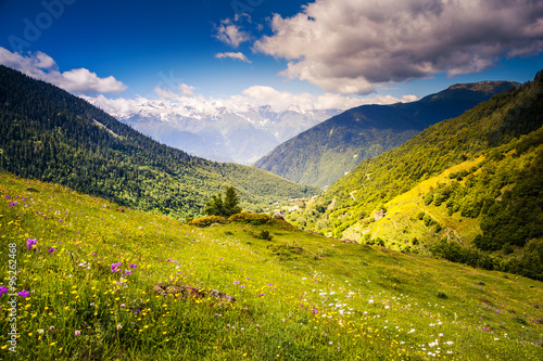 views of the alpine meadows