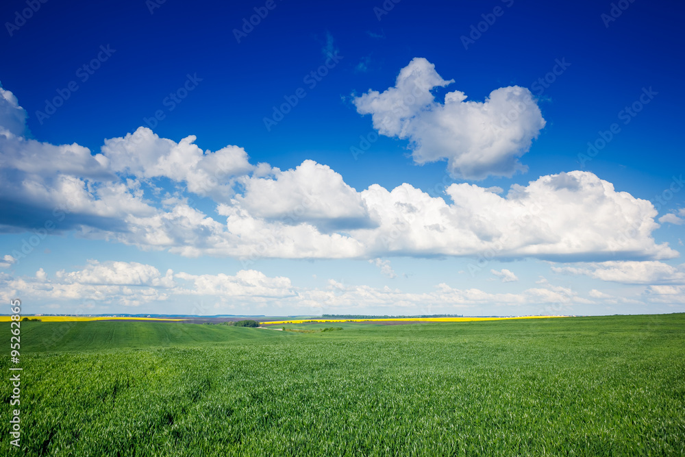 Fototapeta premium green grass on the field