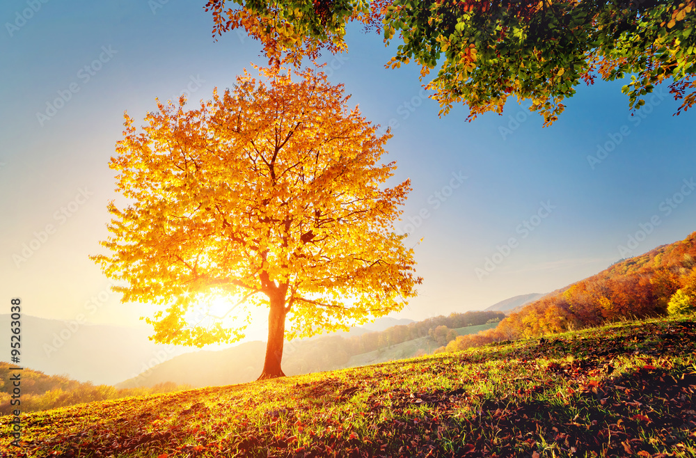 Fototapeta premium beautiful autumn trees