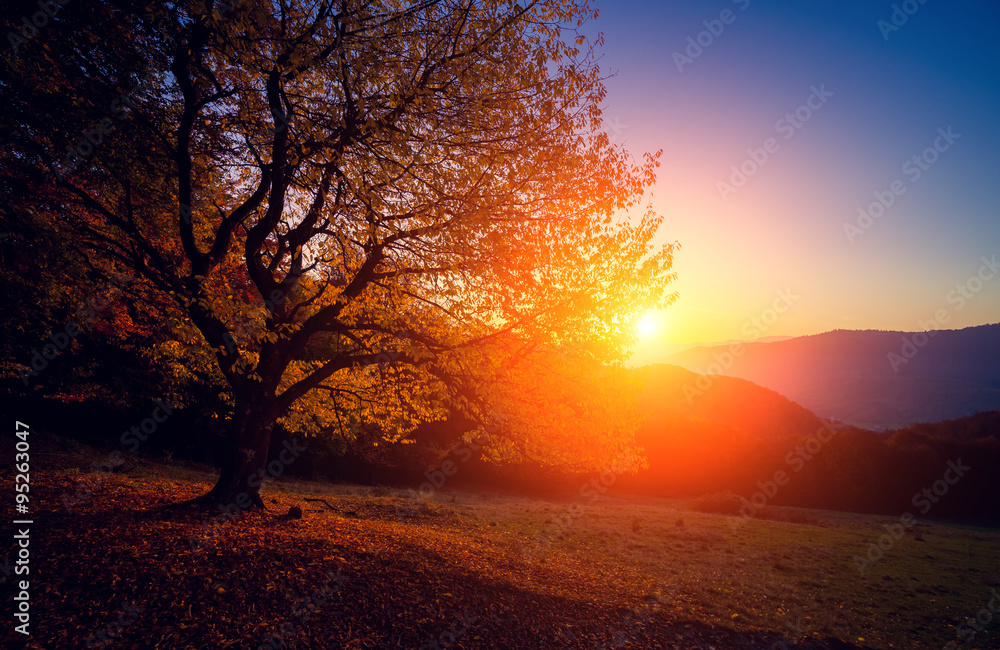 Obraz premium beautiful autumn trees