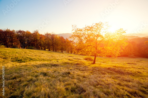 beautiful autumn trees