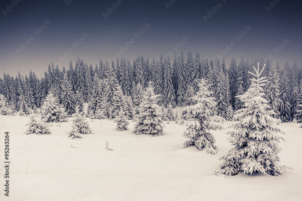 Fototapeta premium Amazing winter landscape