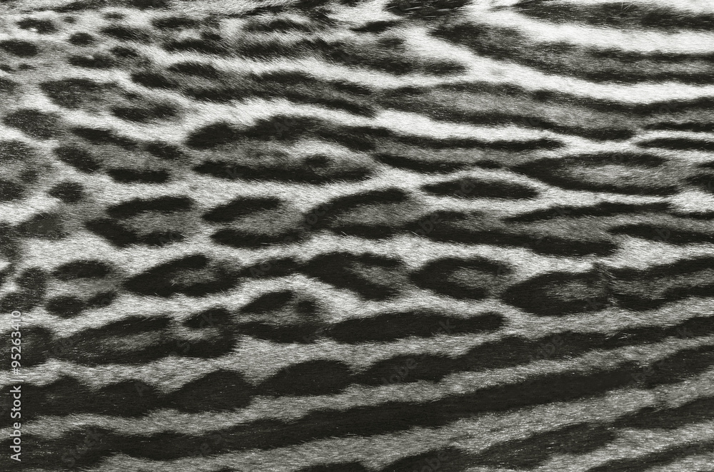 pelle di leopardo pelle di leopardo