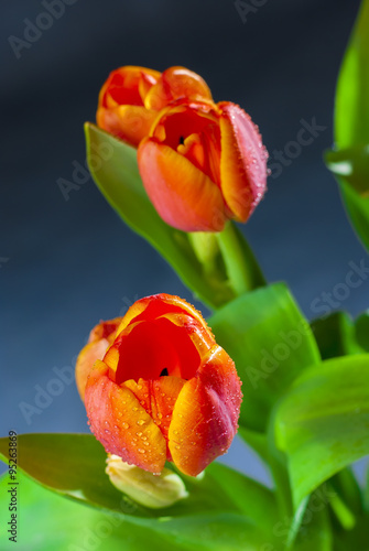 flowers of red tulips with water drops closeup