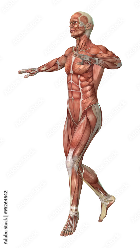 Muscle Maps Muscle Maps