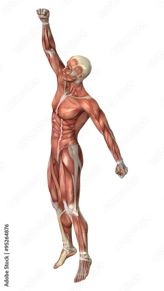 Muscle Maps