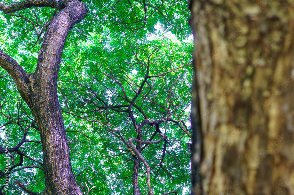 Fototapeta premium Tree bark close up of saman tree