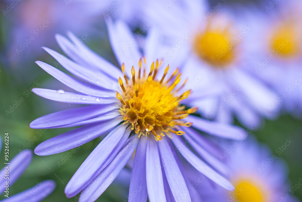 Beautiful aster flowers with dew drops on the petals Beautiful aster flowers with dew drops on the petals