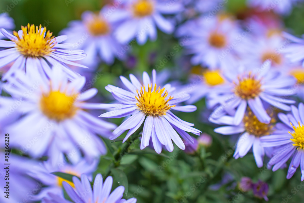 Beautiful aster flowers with dew drops on the petals Beautiful aster flowers with dew drops on the petals