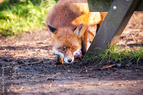 Fox under bench
