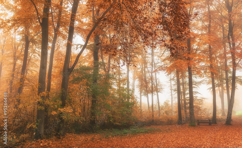 Obraz premium autumn
