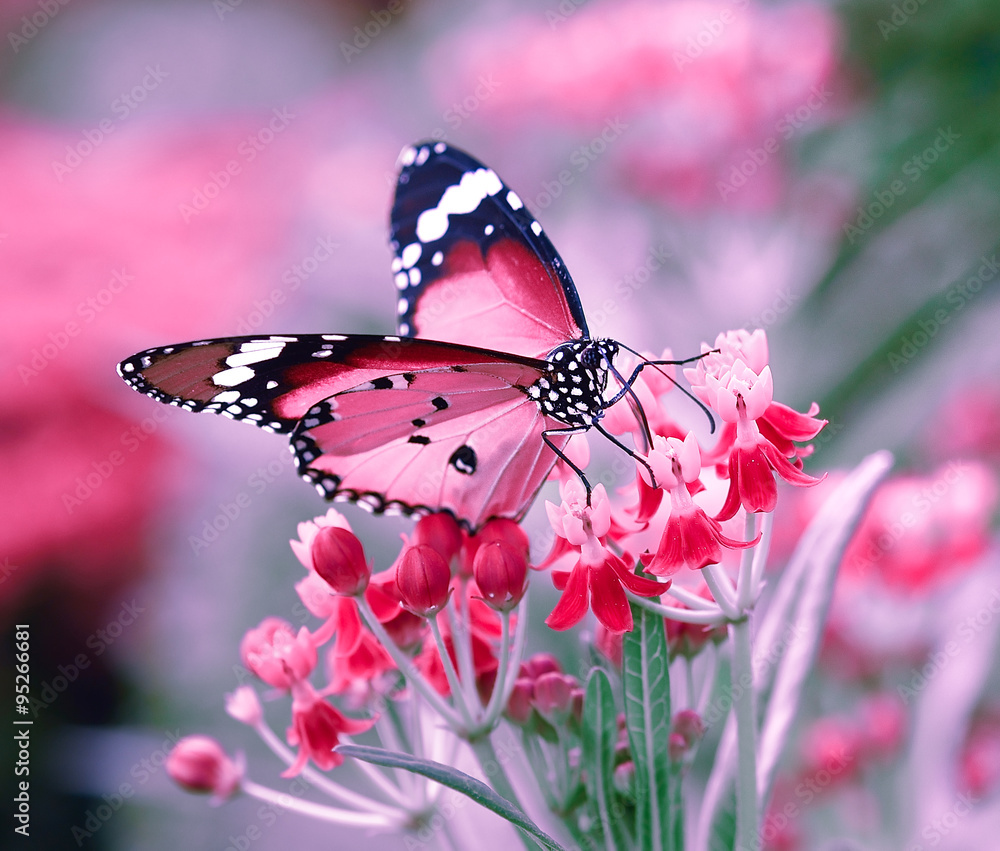 Fototapeta Motyl na kwiatku