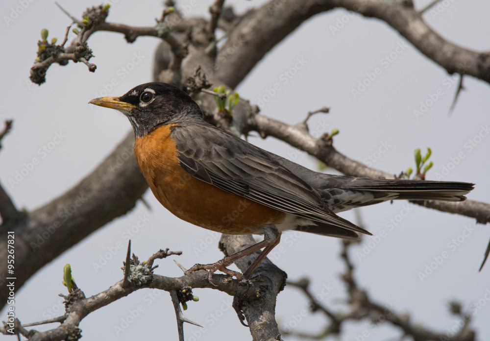 American Robin American Robin