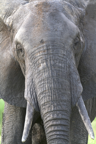 Close up portrait of african elephant