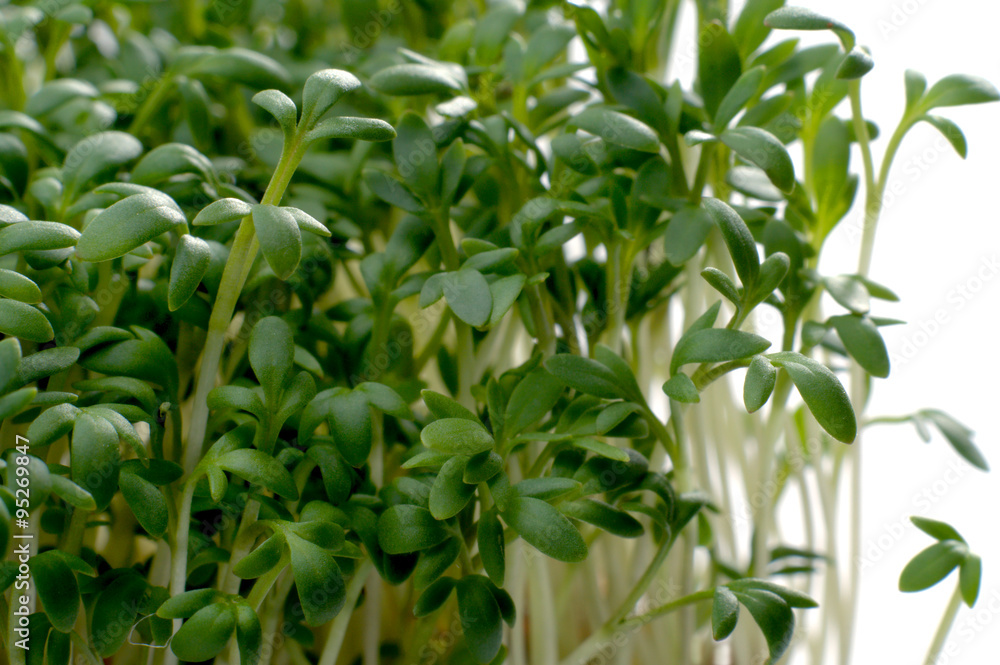 Frische Gartenkresse vor Weiß Frische Gartenkresse vor Weiß