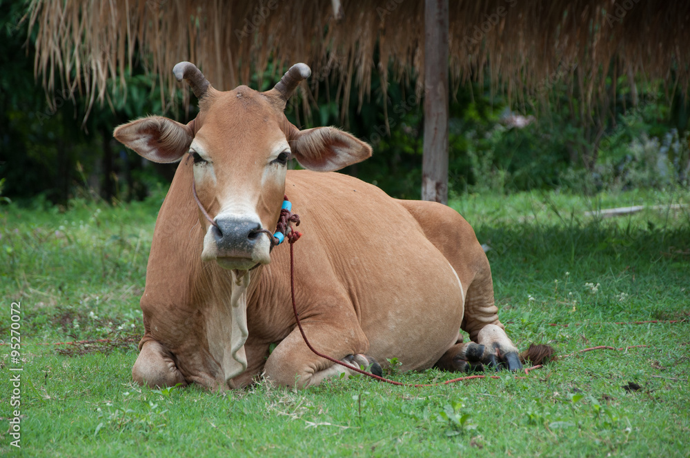 Brown cow lies on a green meadow.