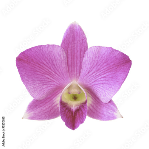 Pink orchid isolated on white background with working path