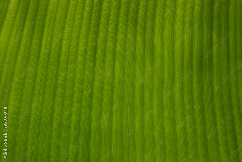 Green banana leaf background abstract Green banana leaf background abstract