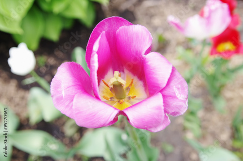 single flower purple tulip closeup on flowerbed top view