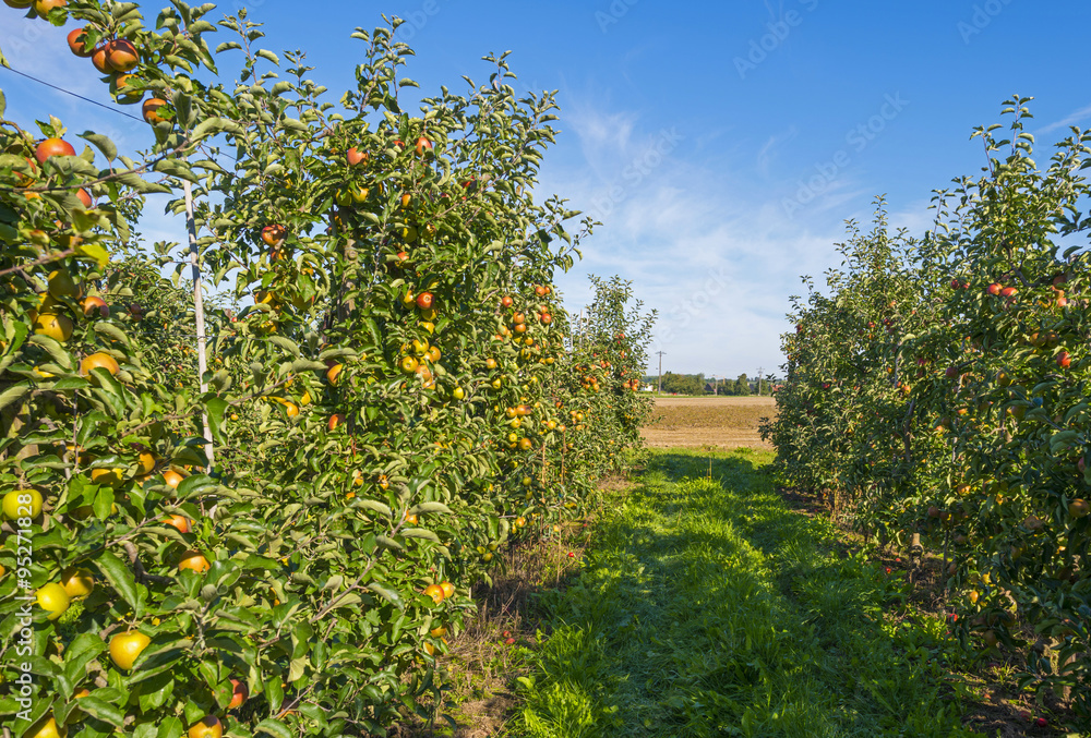 Orchard with apple trees in a field in summer