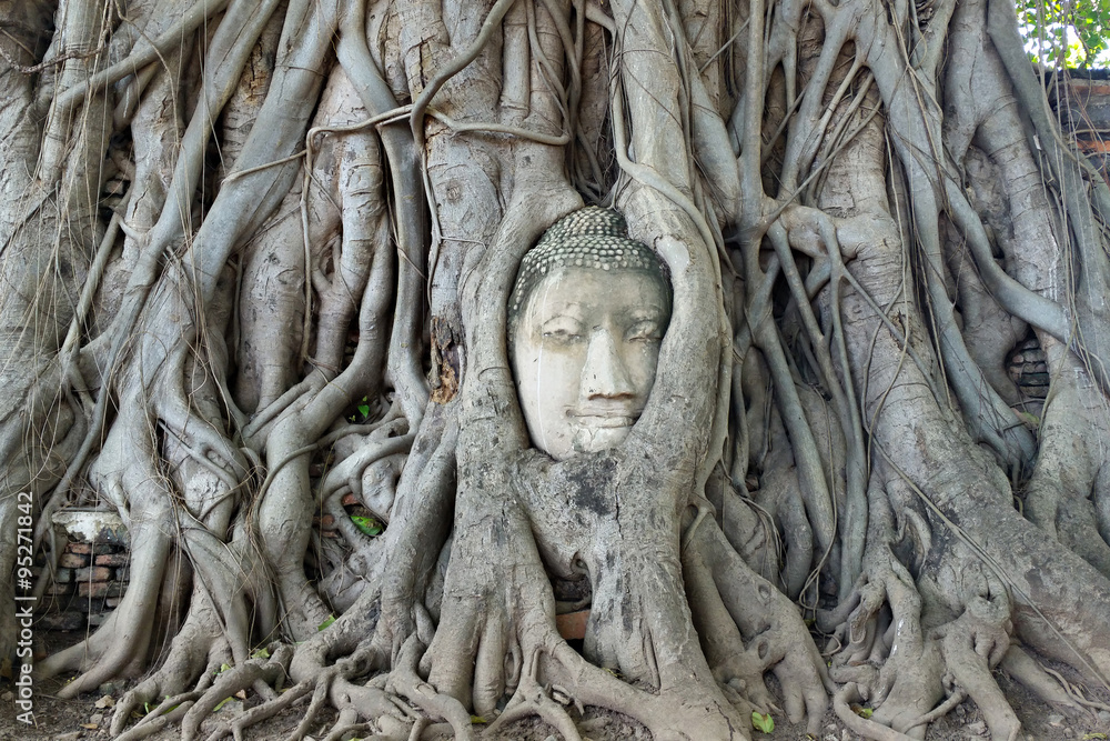Buddha head in tree root, Ayutthaya Buddha head in tree root, Ayutthaya