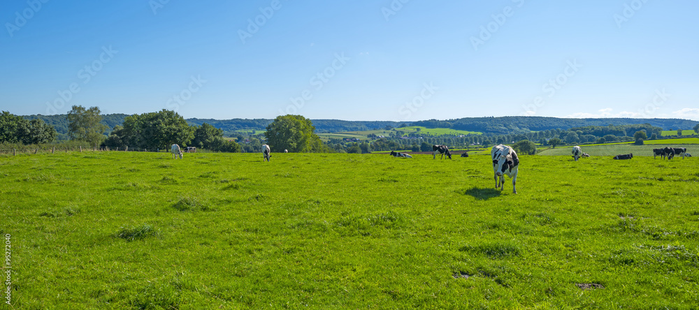 Herd of cows in a meadow in summer