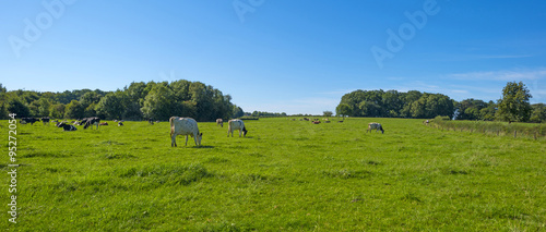 Herd of cows in a meadow in summer © Naj