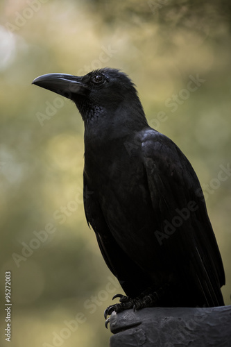 Large-billed crow