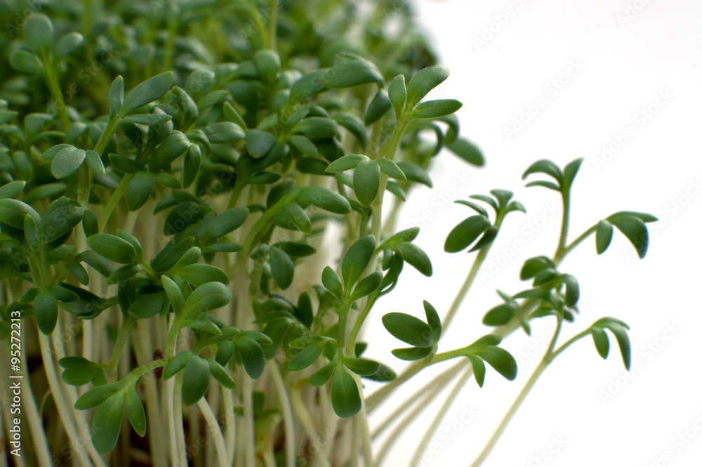 Gartenkresse vor weißem Hintergrund