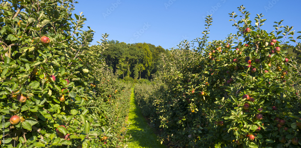 Orchard with apple trees in a field in summer
Orchard with apple trees in a field in summer