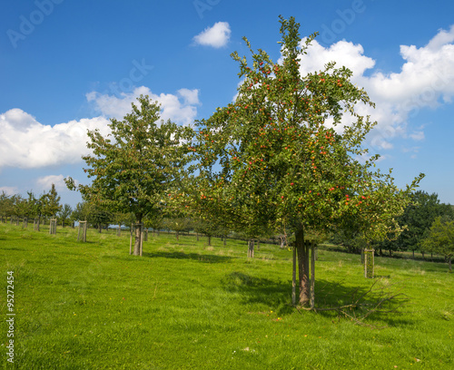 Orchard with apple trees in a field in summer  