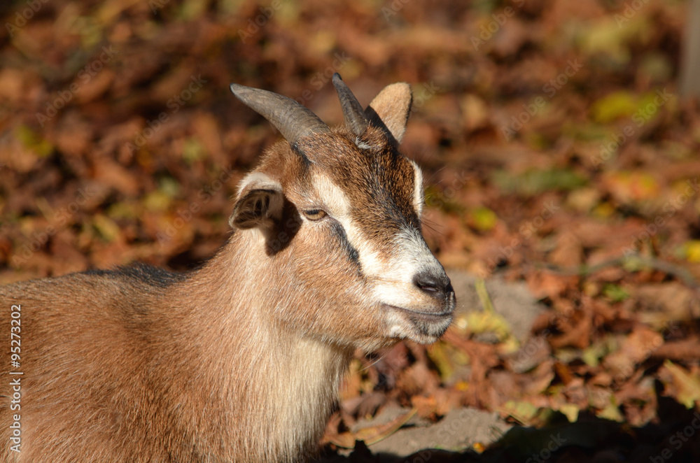 Ziege_Herbst_0095 Ziege_Herbst_0095