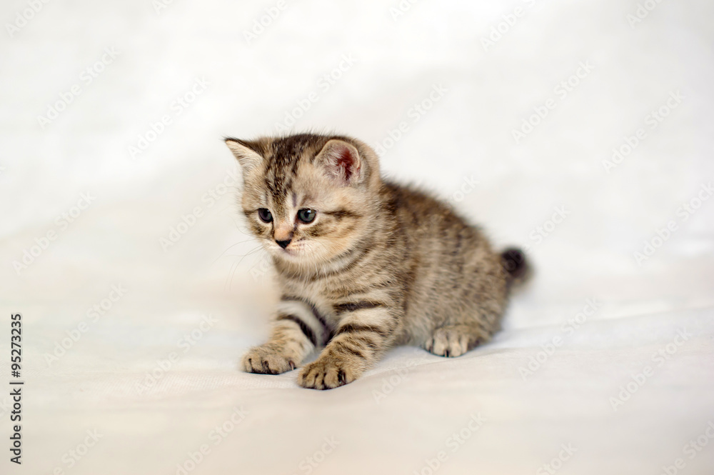 Kitten, brindle coat color, striped baby British tabby kitten, pet cute kitten, family friend, small kitten.