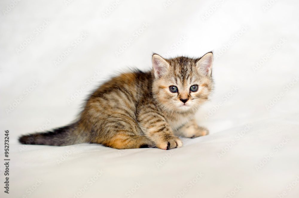 Small kitten, Kitten playing, brindle coat color, striped baby British tabby kitten, pet, cute kitten, family friend. Small kitten, Kitten playing, brindle coat color, striped baby British tabby kitten, pet, cute kitten, family friend.