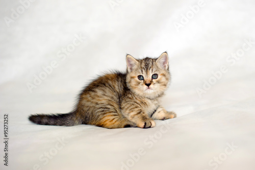 Kitten playing, small kitten brindle coat color, striped baby British tabby kitten, pet, cute kitten, family friend. © maestrovideo