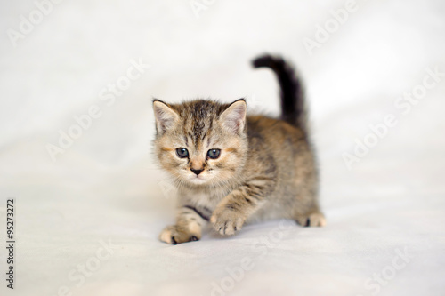 Kitten playing, small kitten brindle coat color, striped baby British tabby kitten, pet, cute kitten.