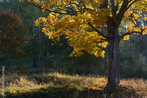 autumn tree